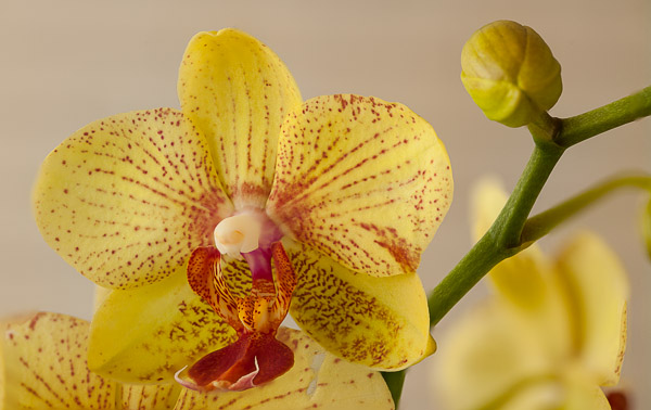 Gelbe Phalaenopsis