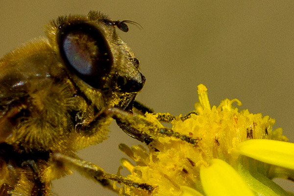 Close-Up  or specialized Macro lens