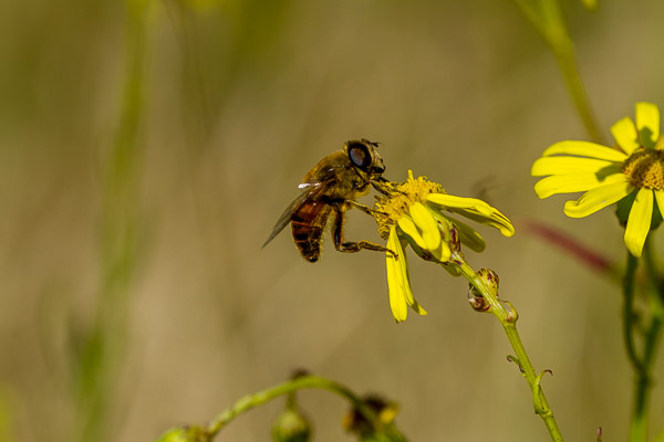 Close-Up  or specialized Macro lens