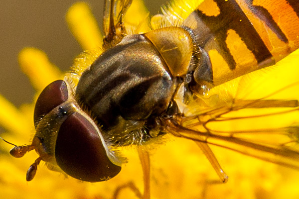 Close-Up  or specialized Macro lens