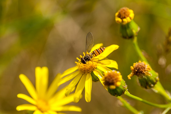 Close-Up  or specialized Macro lens