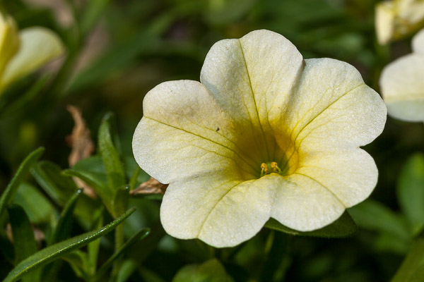 Close-up with flash