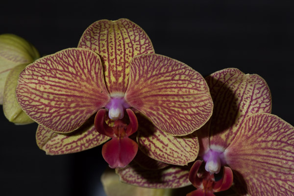 Close-up with flash