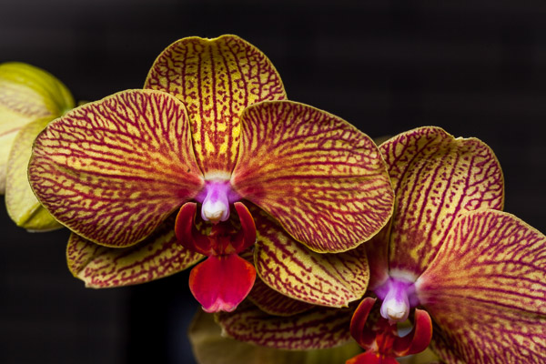 Close-up with flash
