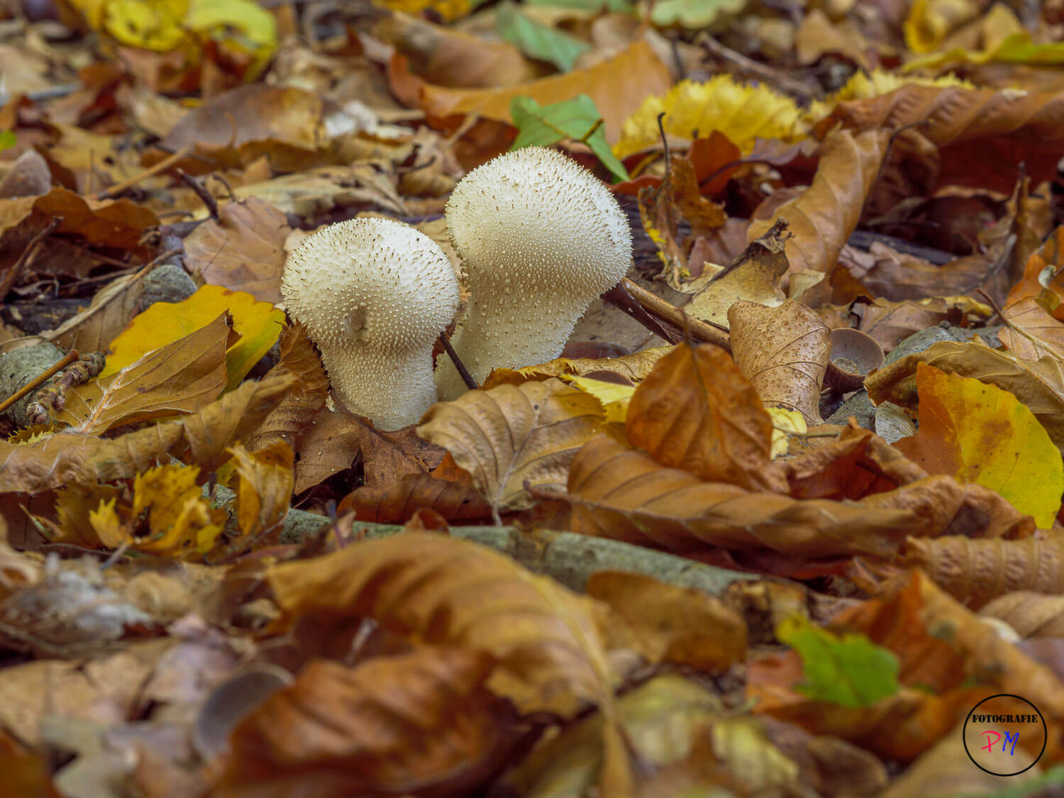 Late fall in the woods
