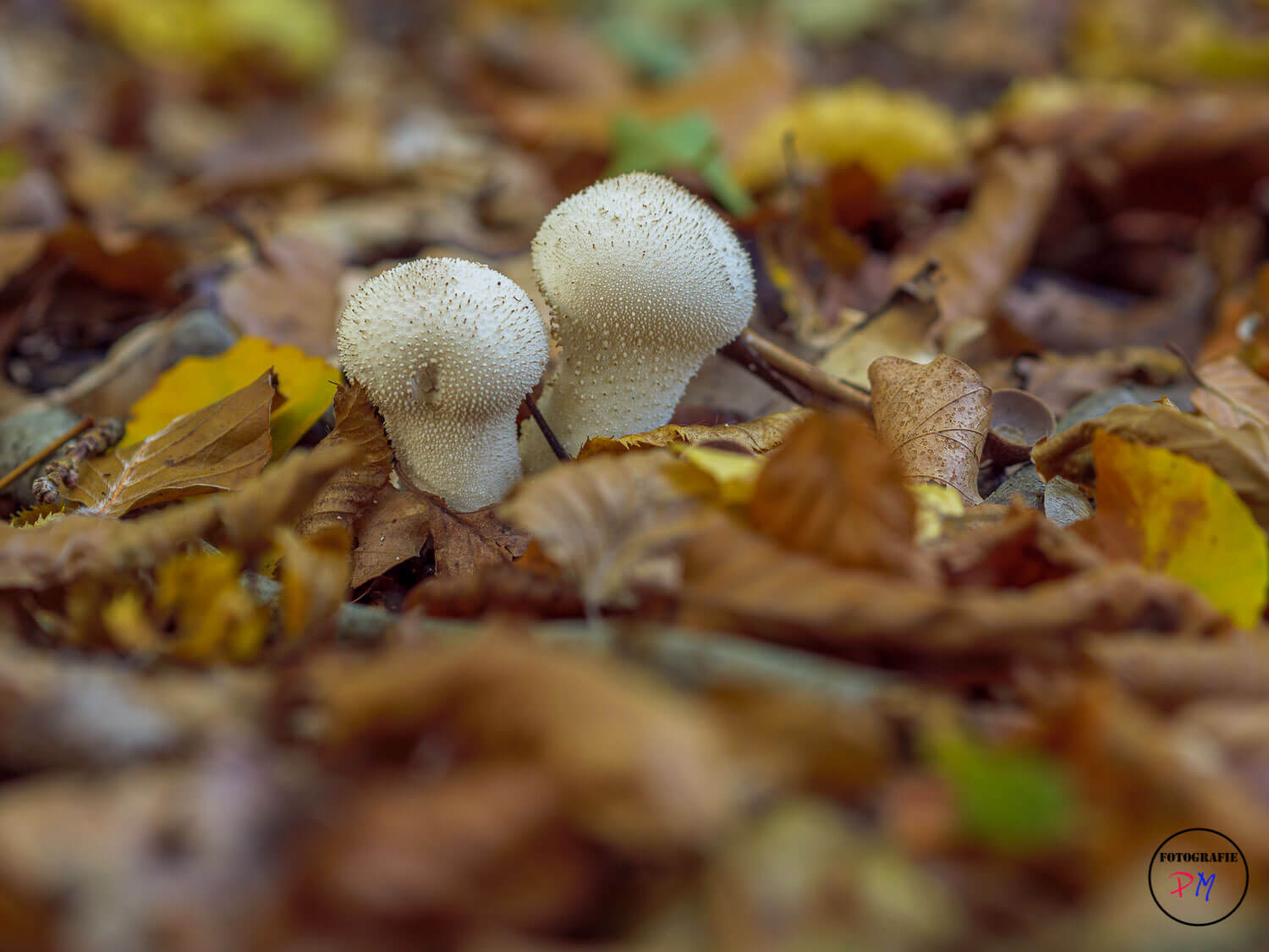 Late fall in the woods