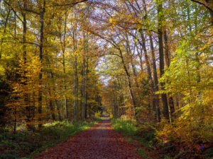 Wald im Spätherbst