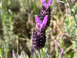 Macro photography with the iPhone