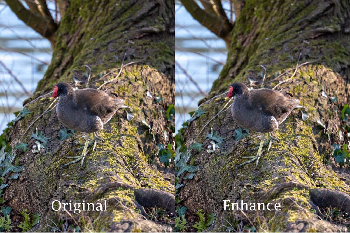 Enhance images in Lightroom Classic