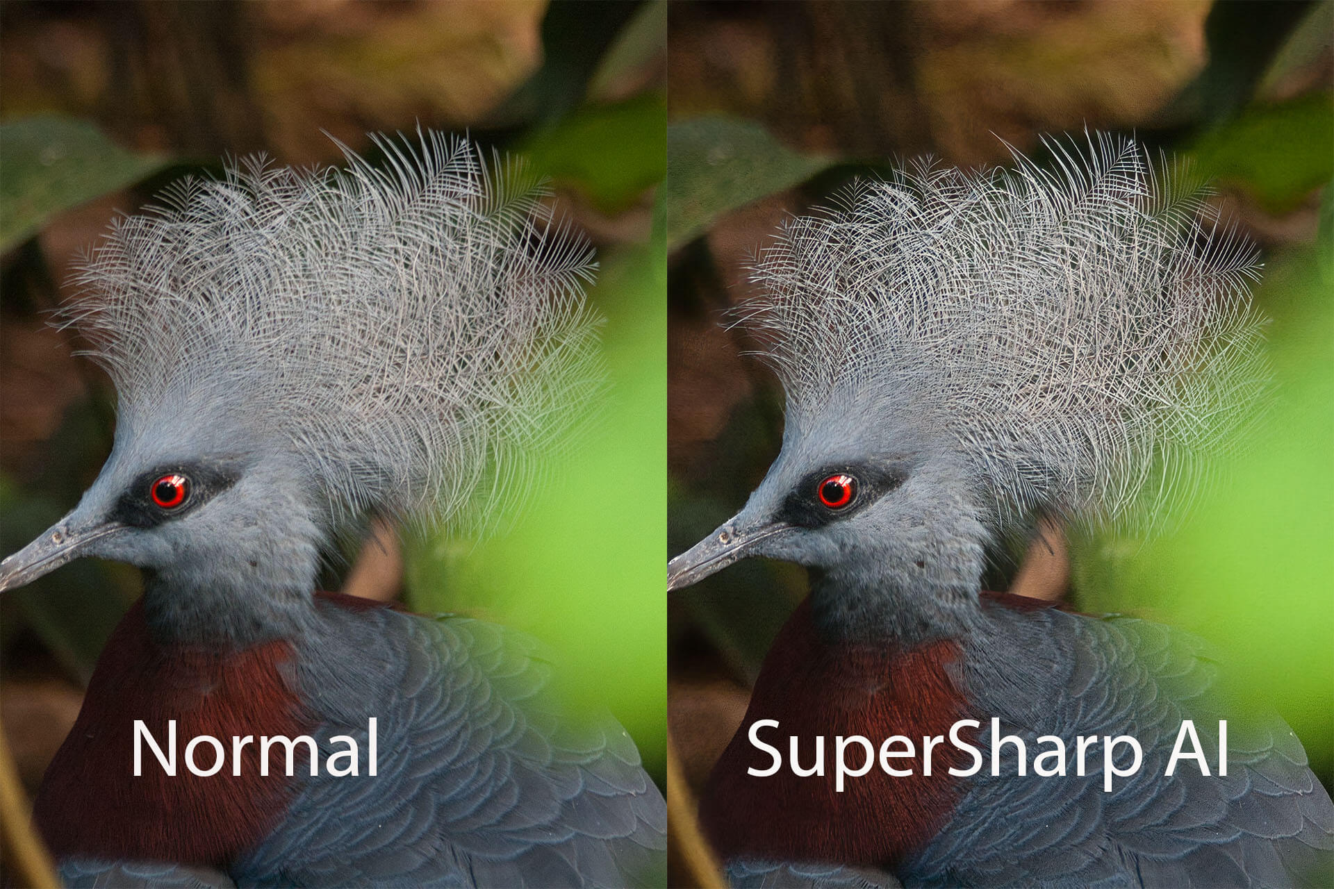 SuperSharp AI für Luminar NEO