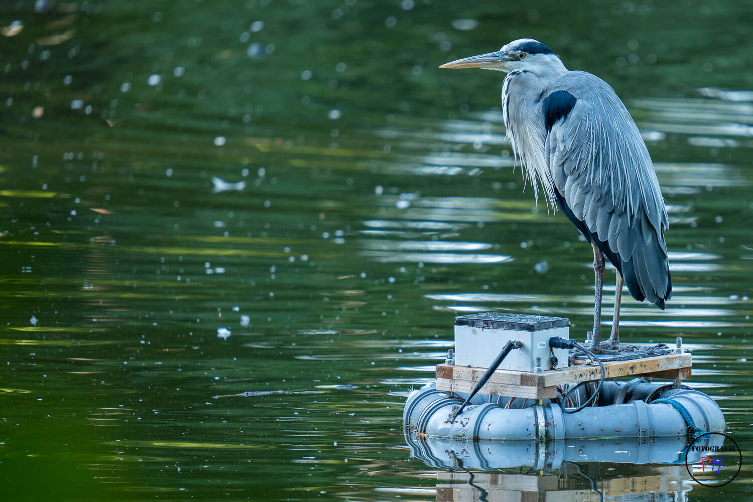 A fantastic telezoom Sigma 150-600mm