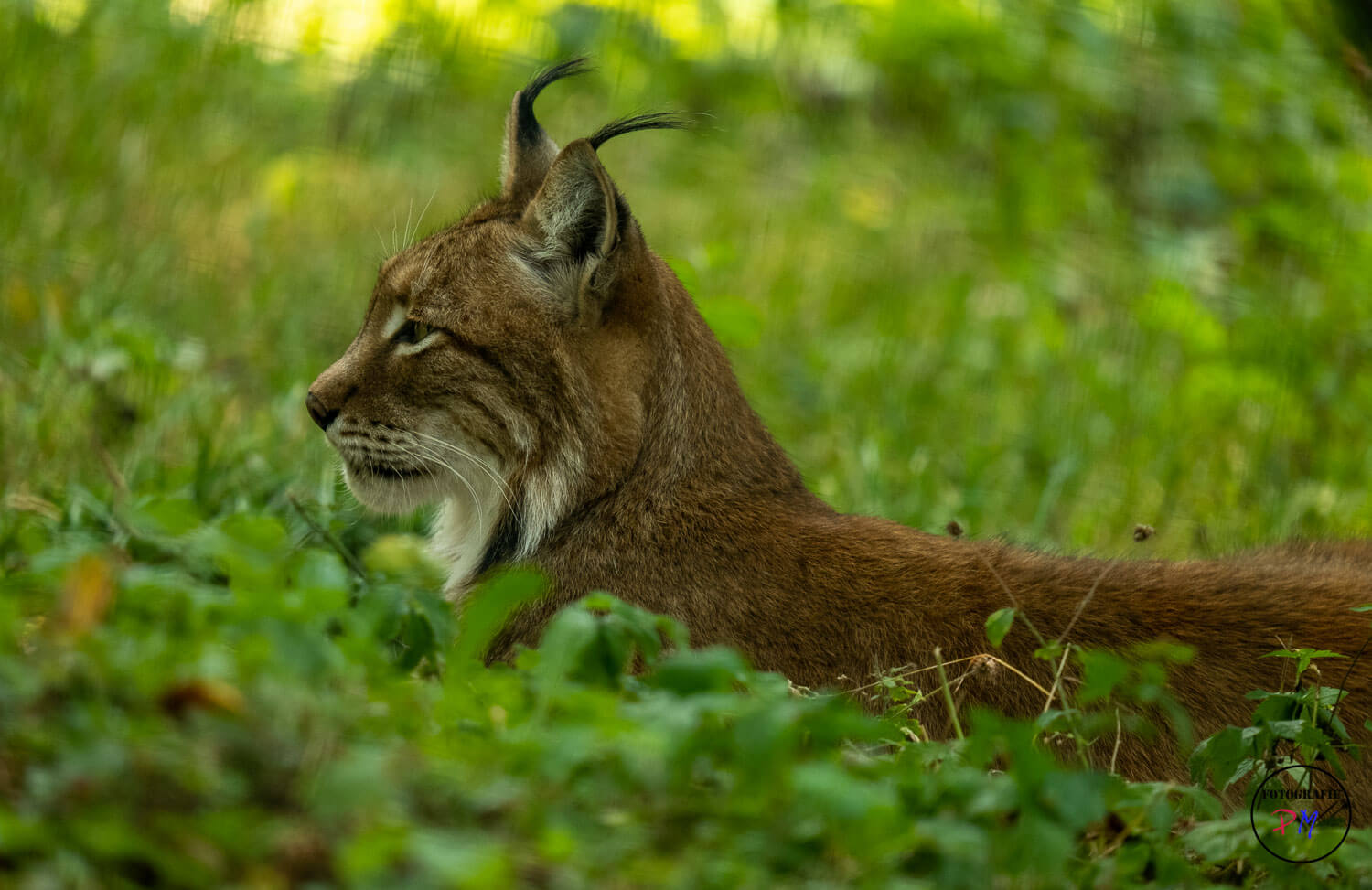 A fantastic telezoom Sigma 150-600mm