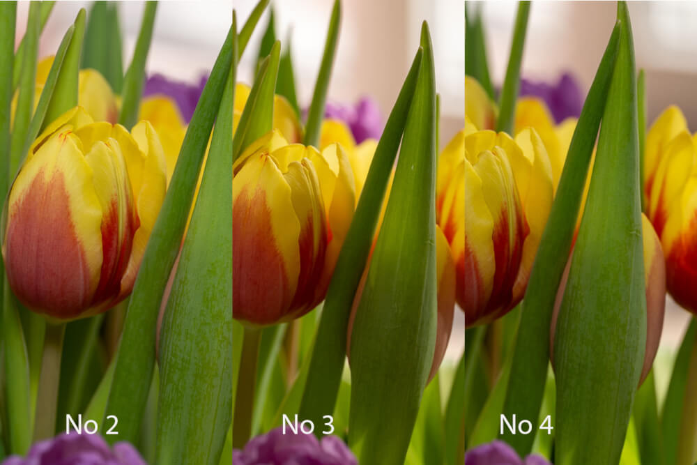 Blitzdiffusoren in der Makrofotografie