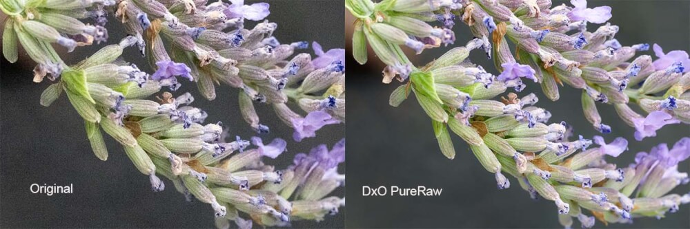 DXO PureRAW 6 – nicht nur zum Entrauschen interessant